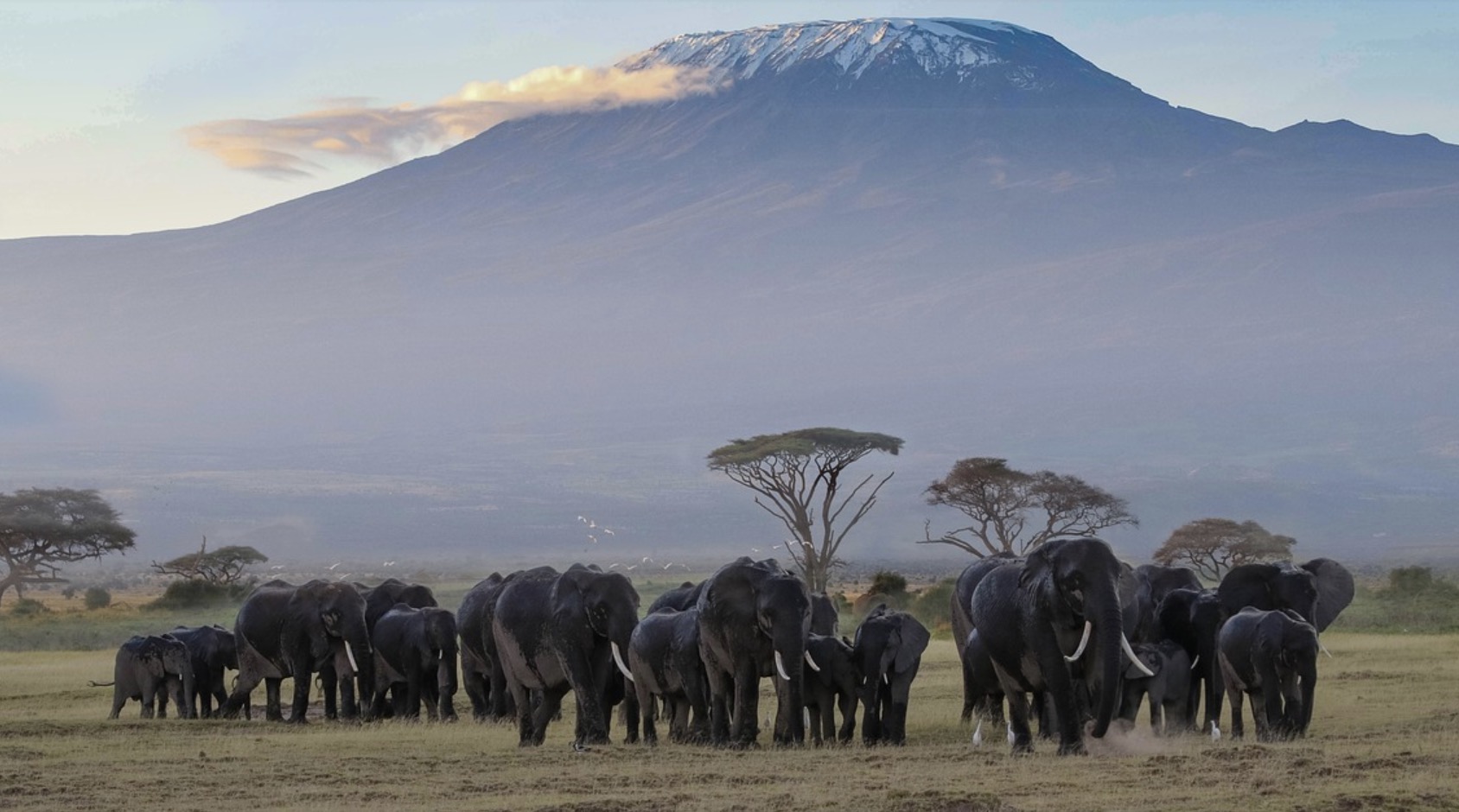 Na Poniższych Fotografiach Przedstawiono Wybrane Atrakcje Turystyczne Afryki D'où vient le nom du Kilimandjaro ? - Ça m'intéresse