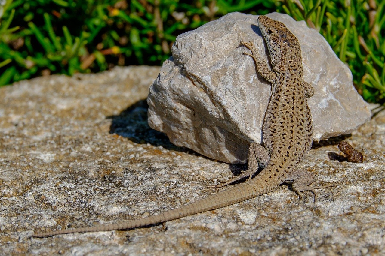 Combien De Fois Un Lezard Peut Perdre Sa Queue Comment de fois la queue du lézard peut-elle repousser ? - Ça m'intéresse