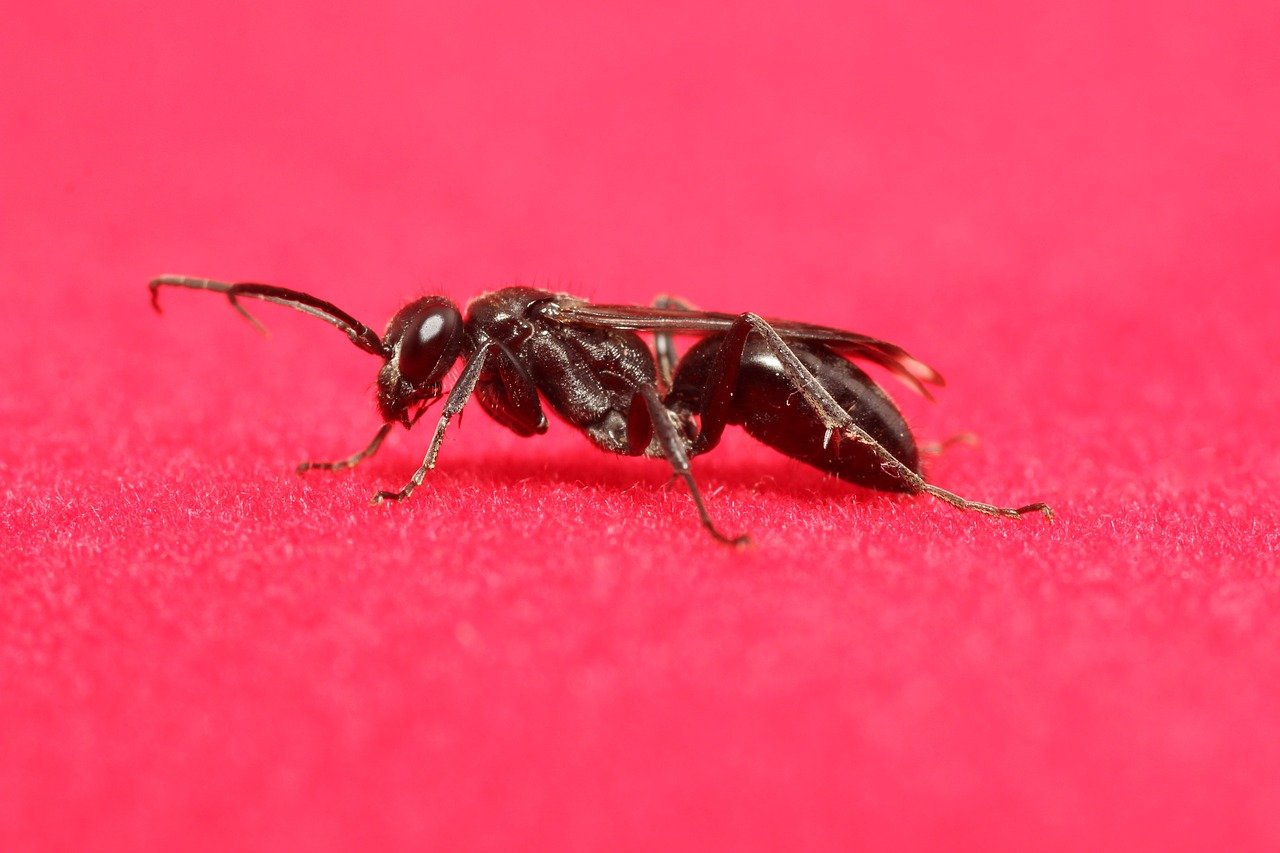 Comment faire fuir les fourmis volantes