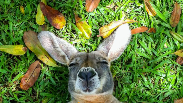Le Chat Renard Corse Un Nouvelle Espece De Felin Sur L Ile De Beaute Ca M Interesse