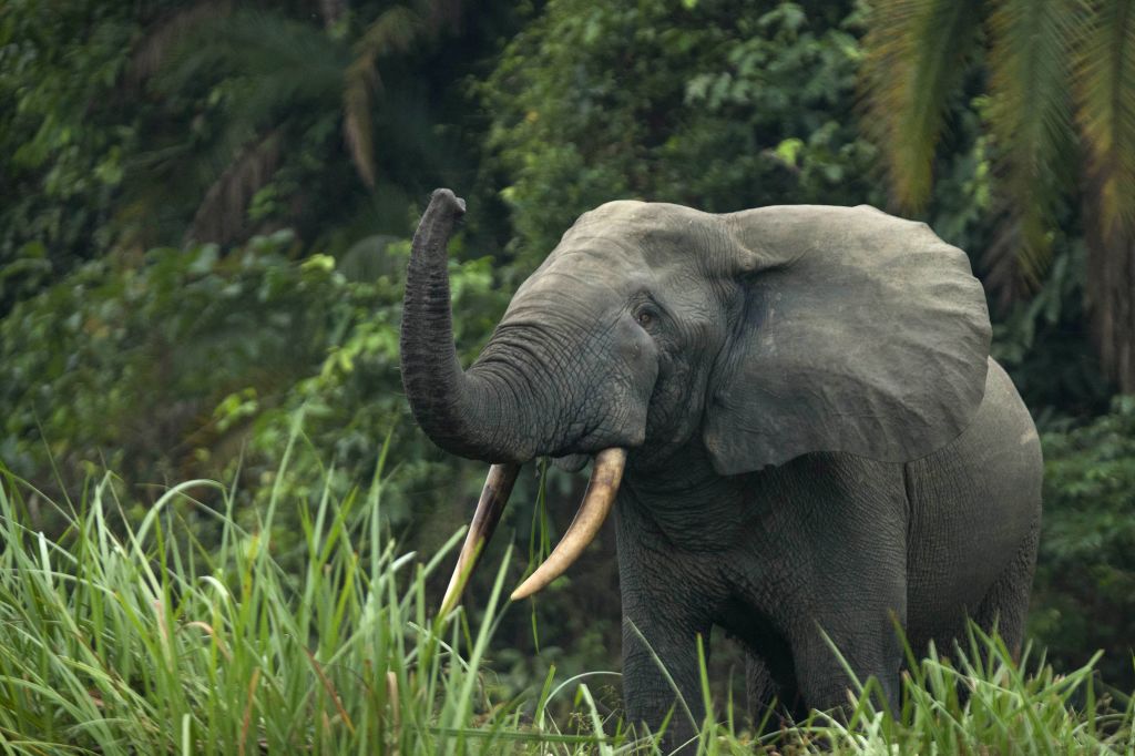 L'éléphant d'Afrique désormais en danger d'extinction Ça m'intéresse L'éléphant d'Afrique désormais en danger d'extinction Ça m'intéresse