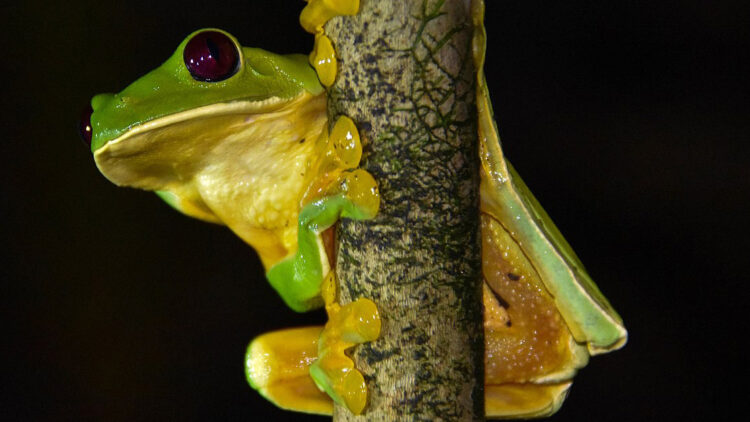 Le Chat Renard Corse Un Nouvelle Espece De Felin Sur L Ile De Beaute Ca M Interesse