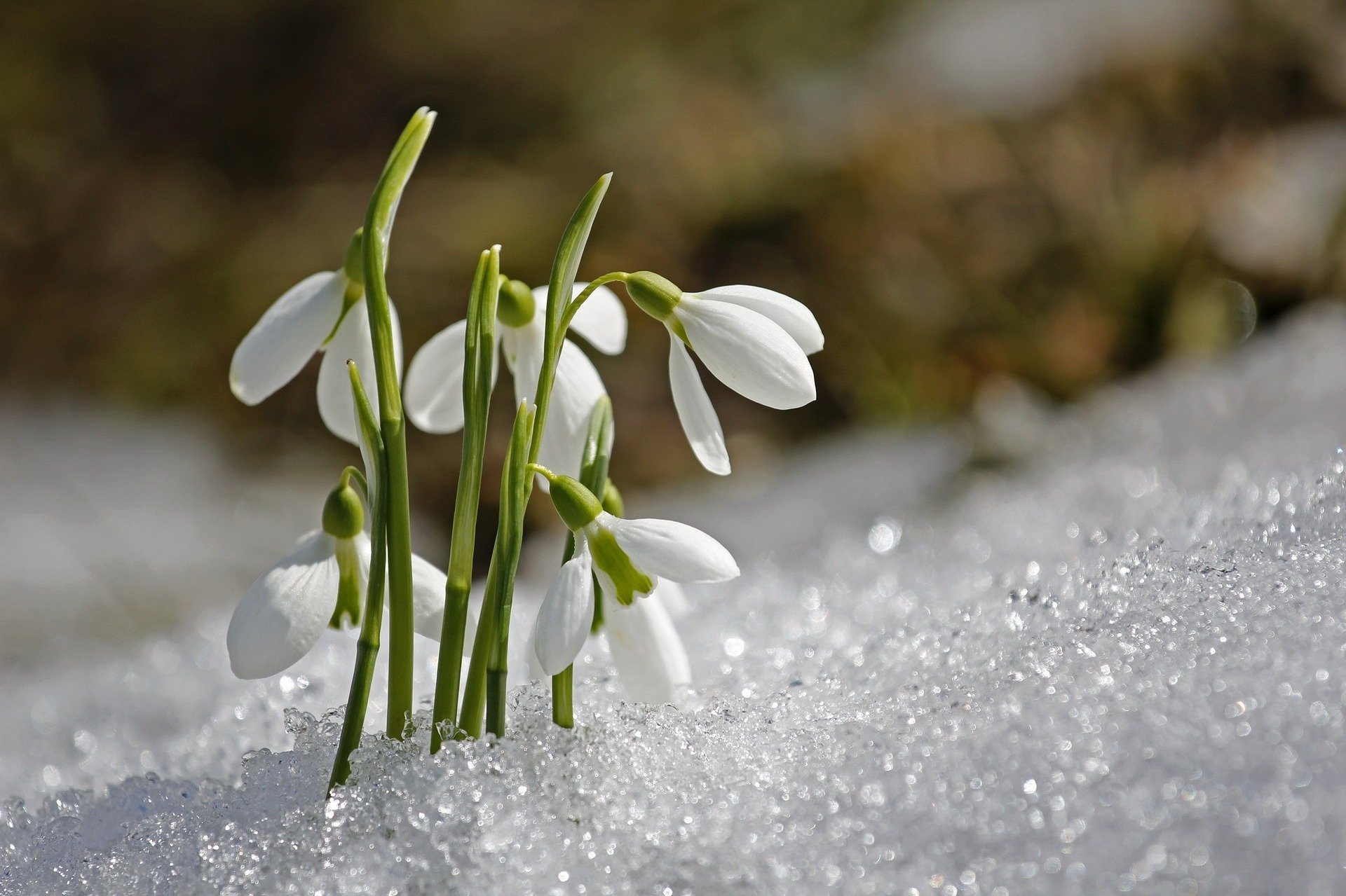 m-t-o-de-la-neige-au-printemps-est-ce-normal-a-m-int-resse