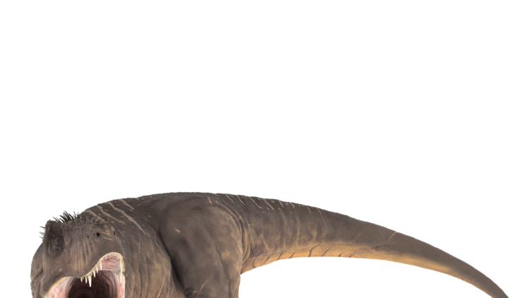 Le Chat Renard Corse Un Nouvelle Espece De Felin Sur L Ile De Beaute Ca M Interesse