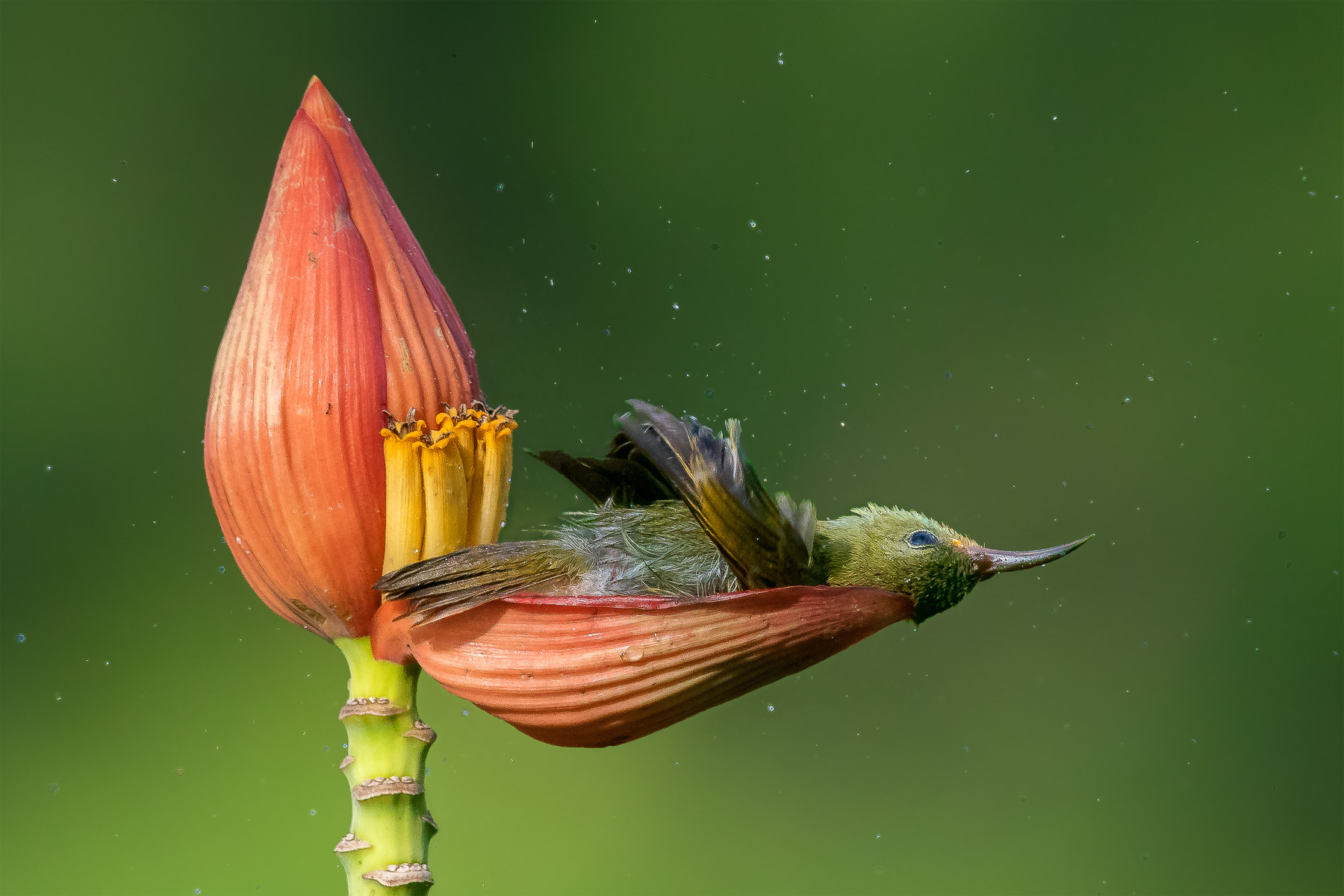 Bird Photographer of the Year 2021 : les plus belles photos d’oiseaux de l’année