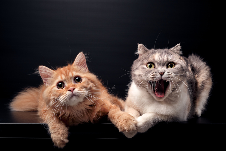 Chats Dans L Actualite Ca M Interesse