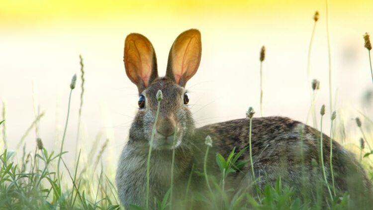 Lapin Dans L Actualite Ca M Interesse