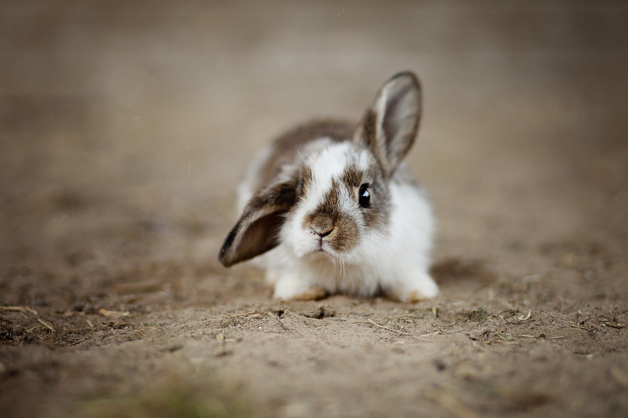 Lapin Dans L Actualite Ca M Interesse