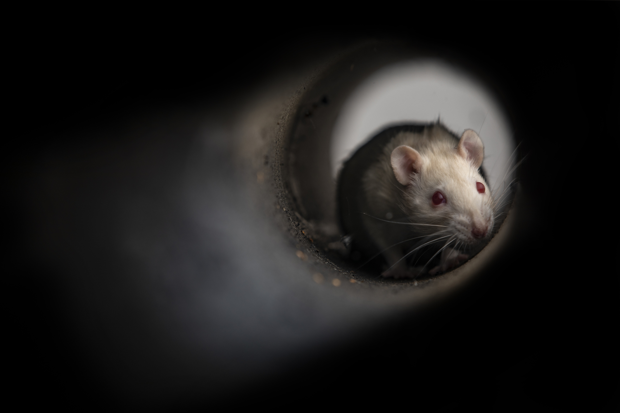 New York rats infected with a new variant of Covid