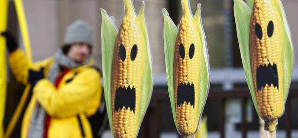 Des militants de Greenpeace protestent contre le maïs génétiquement modifié, lors d'une manifestation à Bruxelles en 2008. © REUTERS.