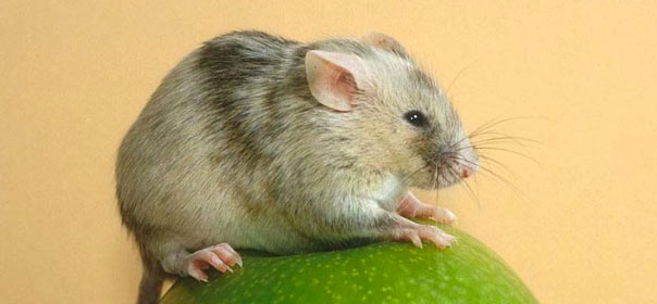 Une souris knockout, OGM animal. © Institut de recherche biomédicale Cochin.