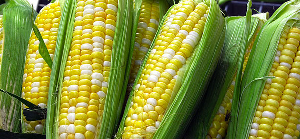 La France va interdire avant la fin février la mise en culture du maïs génétiquement modifié Mon 810. © FLICKR.