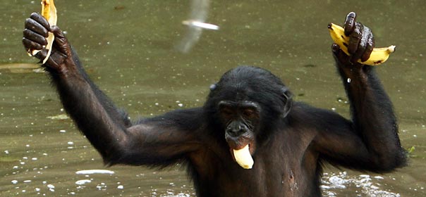 A bonobo ape, a primate unique to Congo and humankind's closest relative, carries bananas across a pond at a sanctuary just outside the capital Kinshasa