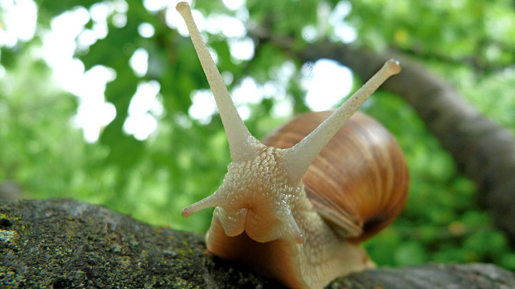 Un Escargot Qui Casse Sa Coquille A T Il Une Chance De Survivre Ca M Interesse