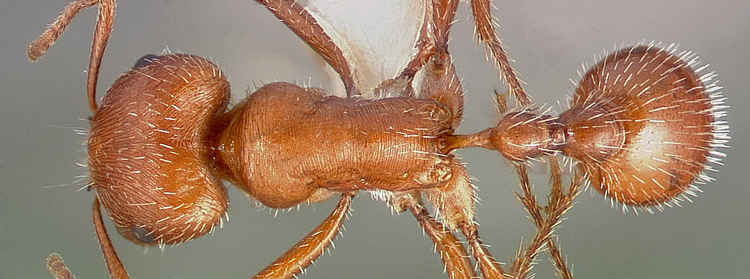 L Insecte Le Plus Dangereux Du Monde Quel est l'insecte le plus venimeux au monde ? - Ça m'intéresse