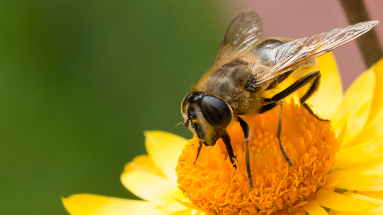 Hormis La Fabrication Du Miel Les Abeilles Ont Un Autre Super Pouvoir