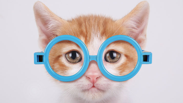 chat, lunettes, problèmes de vue