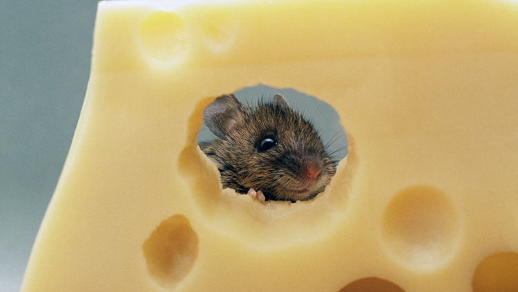 souris, fromage, trou gruyère