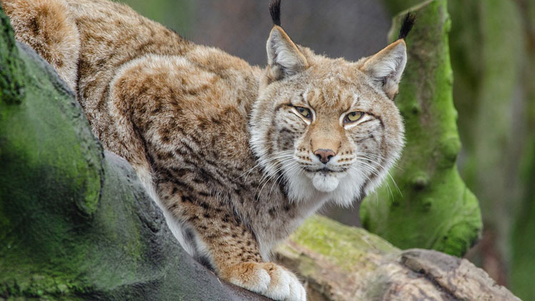 Pourquoi Dit On Avoir Un œil De Lynx Ca M Interesse