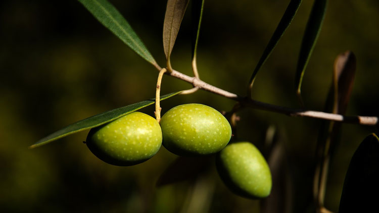 olive, régime méditerranéen