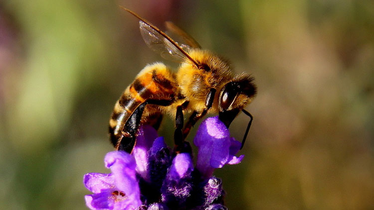 abeille, pollinisateurs