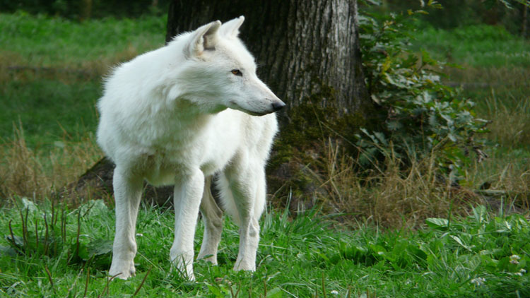 D Ou Vient L Expression Etre Connu Comme Le Loup Blanc Ca M Interesse