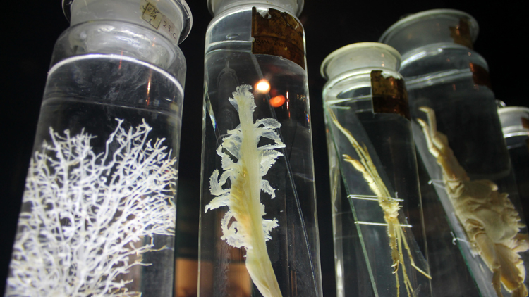 Dans Quoi Conserve T On Les Specimens Biologiques Ca M Interesse