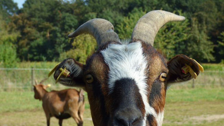 Pourquoi Dit On Etre Un Bouc Emissaire Ca M Interesse