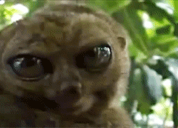loris.gif