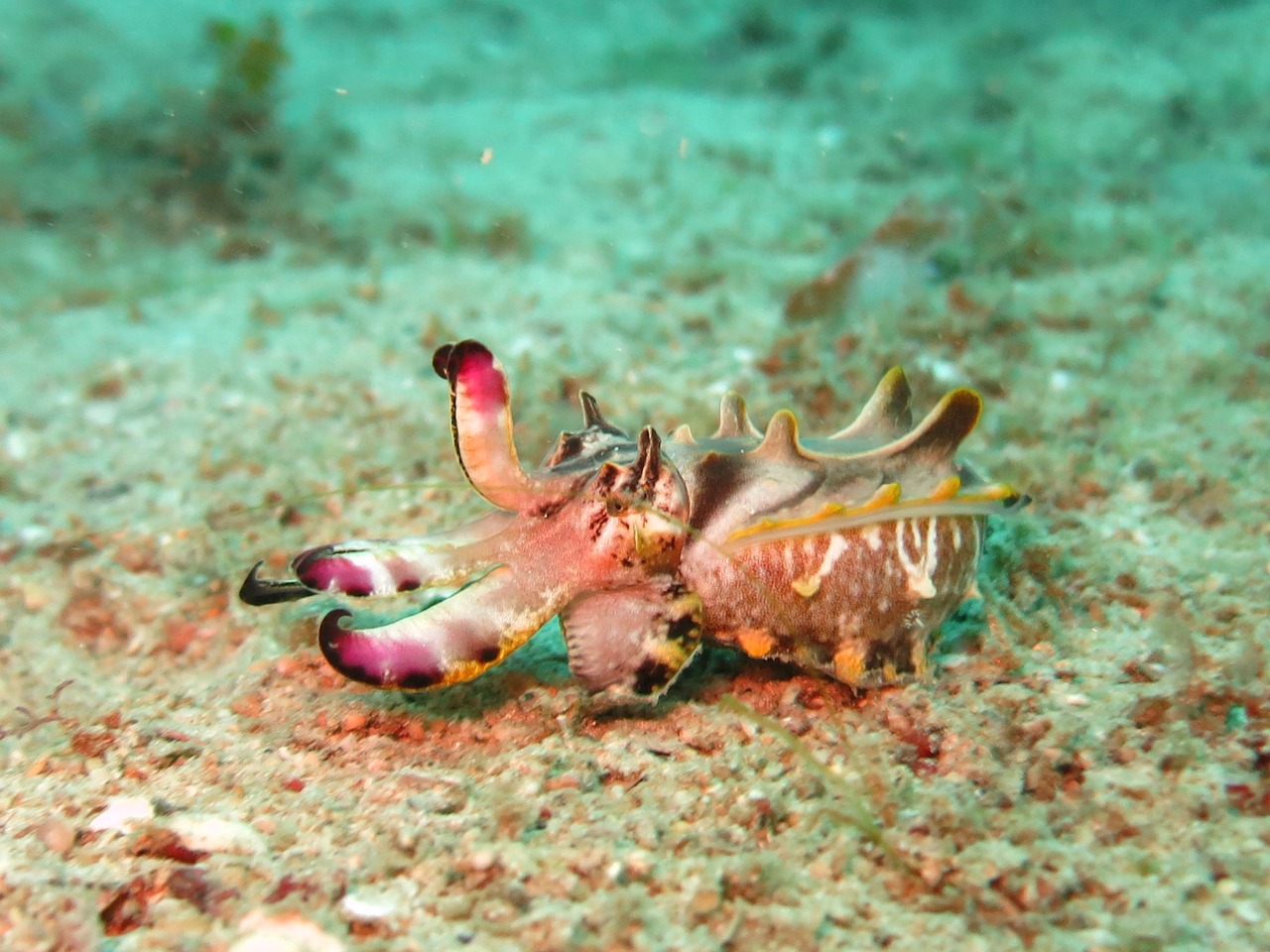 flamboyant cuttlefish 15379731280
