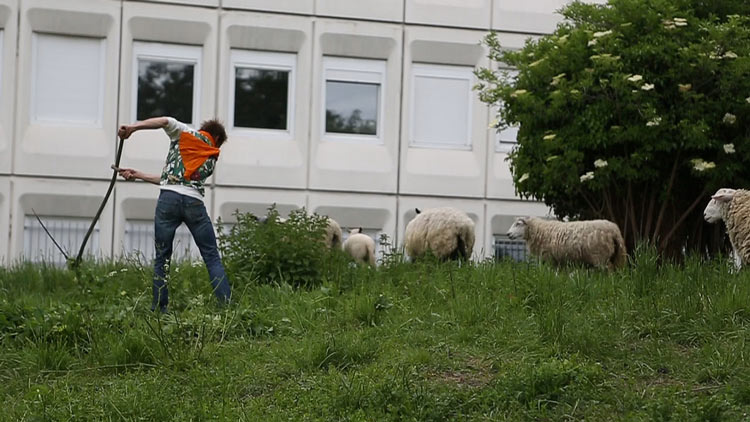 Moutons : pourquoi ils reviennent en ville ? Ça m'intéresse Moutons : pourquoi ils reviennent en ville ? Ça m'intéresse
