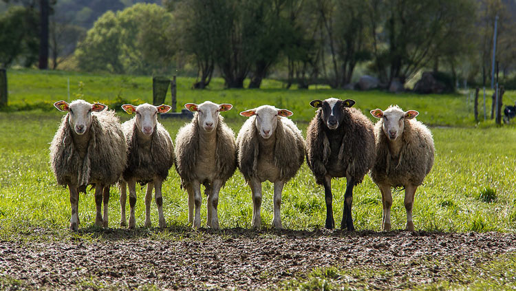 Pourquoi faut il tondre les moutons ? Ça m'intéresse Pourquoi faut il tondre les moutons ? Ça m'intéresse