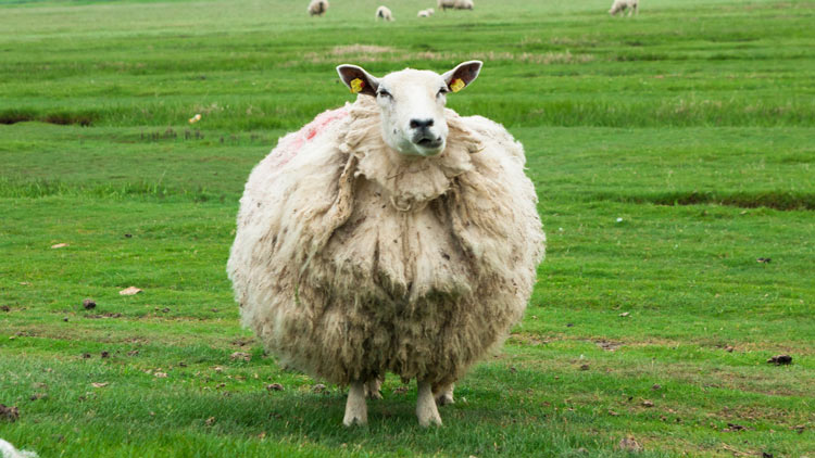 Peut on faire bronzer un mouton ? Ça m'intéresse Peut on faire bronzer un mouton ? Ça m'intéresse
