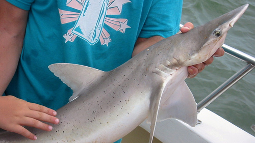 Ce Requin Est Herbivore Ca M Interesse