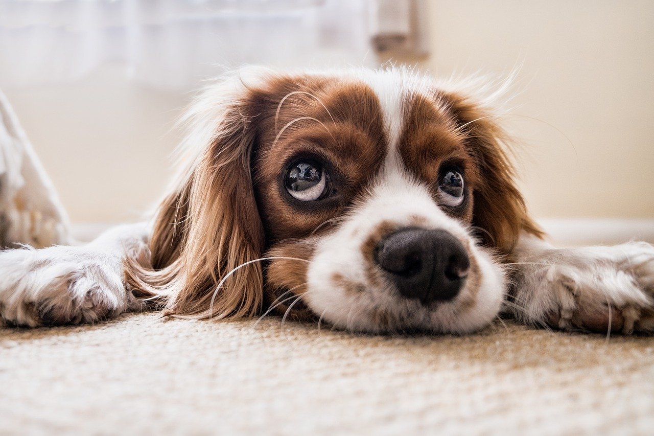 Peut On Donner Du Doliprane A Un Chien Ca M Interesse