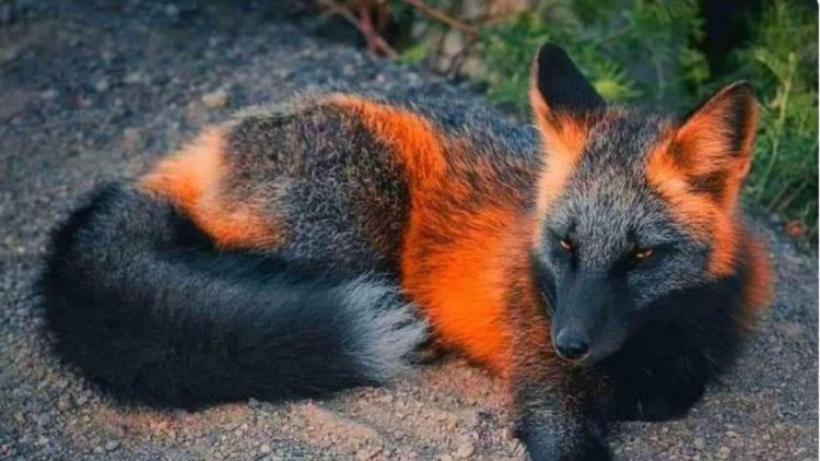 Un Beau Renard De Feu Est Ce Vraiment Si Rare Ca M Interesse