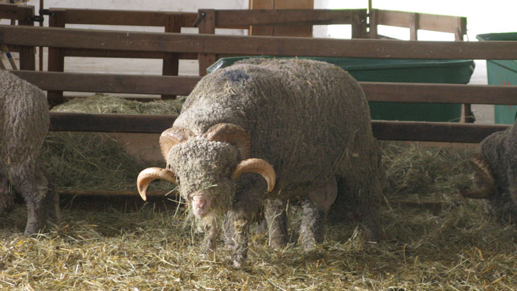 mouton dans l'actualité Ça m'interesse mouton dans l'actualité Ça m'interesse